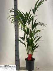 Howea Forsteriana 21Ø 140cm
