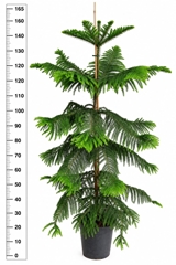 Araucaria Heterophylla 30Ø 170cm