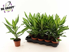 Dracaena Cintho 12Ø 45cm