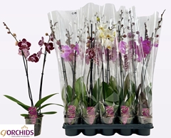 Phalaenopsis Mix 12Ø 75cm 2st