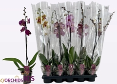 Phalaenopsis Mix 12Ø 75cm 1st