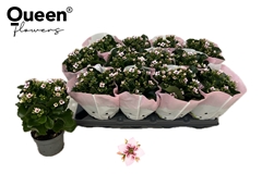 Kal En Ef Emilie 10Ø 22cm