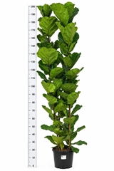Ficus Lyrata 30Ø 210cm