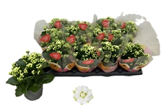 Kalanchoe Double Rose Flowers Greta 10Ø 22cm