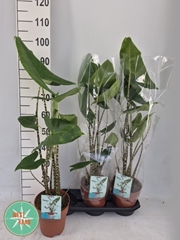 Alocasia Zebrina 19Ø 95cm