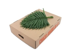 Chamaedorea Chico Leaf Per Bunch 45cm