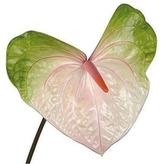 Anthurium Acura 11cm Hd