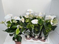 Anthurium Alpine 17Ø 55cm