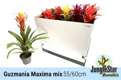 Guzmania Mix 13Ø 55cm