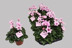 Cyclamen Persicum Illusia 10Ø 23cm