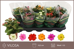 Kalanchoe Double Mix 10Ø 22cm