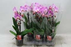 Phalaenopsis Cascade 12Ø 45cm 2st