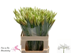 Nerine Bianca Perla 55cm