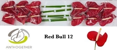 Anthurium Red Bull 13cm Hd