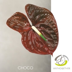 Anthurium Choco 18cm Hd