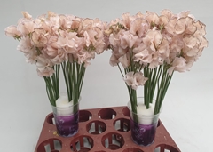 Lathyrus Painted Caramel 35cm
