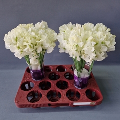 Lathyrus Parfum Painted Cream Magic 35cm