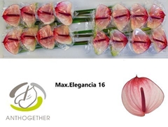 Anthurium Maxima Elegancia 11cm Hd