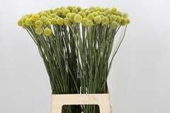 Craspedia Yellow 70cm