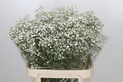 Gypsophila Paniculata Xlence 80cm 40gr.