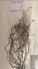 Corylus Contorta 80cm 2-year