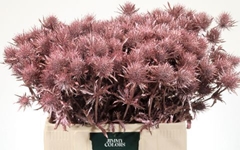 Eryngium Painted Metallic Pink 60cm