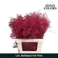 Limonium Painted Beltaard Hot Pink 70cm 30gr.