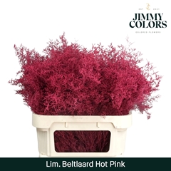 Limonium Painted Beltaard Hot Pink 90cm 50gr.