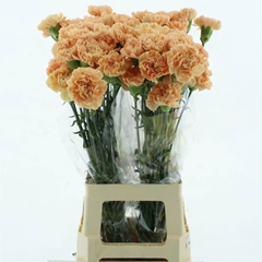 Dianthus Single Caroline Gold 65cm