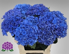 Hydrangea Royal Parade 60cm 13-15cm Hd