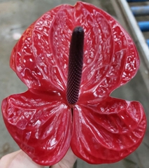 Anthurium Impulz 15cm Hd