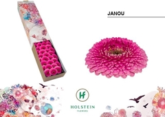 Gerbera Mini Sphere Janou 45cm 7cm Hd