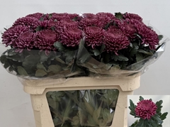 Chrysanth Single Bigoudi Purple 80cm 90gr.