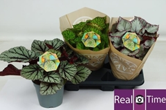 Begonia Leaf Beleaf Mix 17Ø 32cm