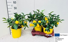 Citrus Meyer 19Ø 45cm