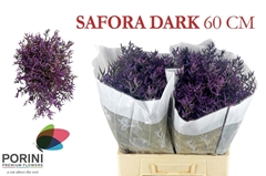 Limonium Safora Dark Blue 60cm 25gr.