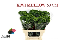 Dianthus Barb Kiwi Mellow 60cm