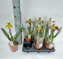 Paphiopedilum America Mix 12Ø 30cm