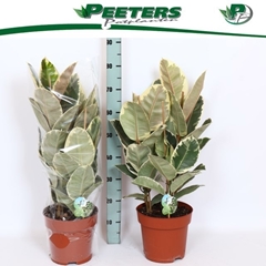 Ficus Tineke 24Ø 90cm