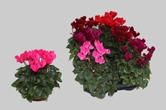 Cyclamen Super Serie Carino 10Ø 23cm