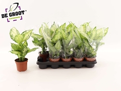 Dieffenbachia Amy 12Ø 40cm