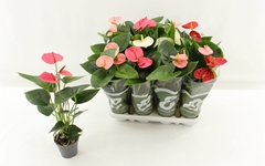 Anthurium Mix 4 Colours 9Ø 33cm