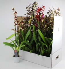 Orchids Mix 9Ø 75cm 2st