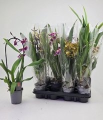 Orchids Mix 9Ø 45cm 1st