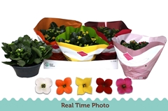 Kalanchoe Single Mix 5 Colours 23Ø 25cm