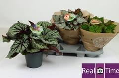 Begonia Leaf Beleaf Mix 17Ø 32cm