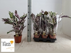 Calathea Fusion White 14Ø 50cm