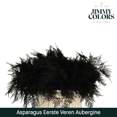 Asparagus Setaceus Painted Aubergine 45cm