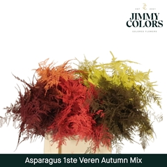 Asparagus Setaceus Painted Autumn Mix 45cm