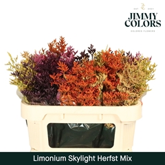 Limonium Painted Skylight Autumn Mix 70cm 25gr.